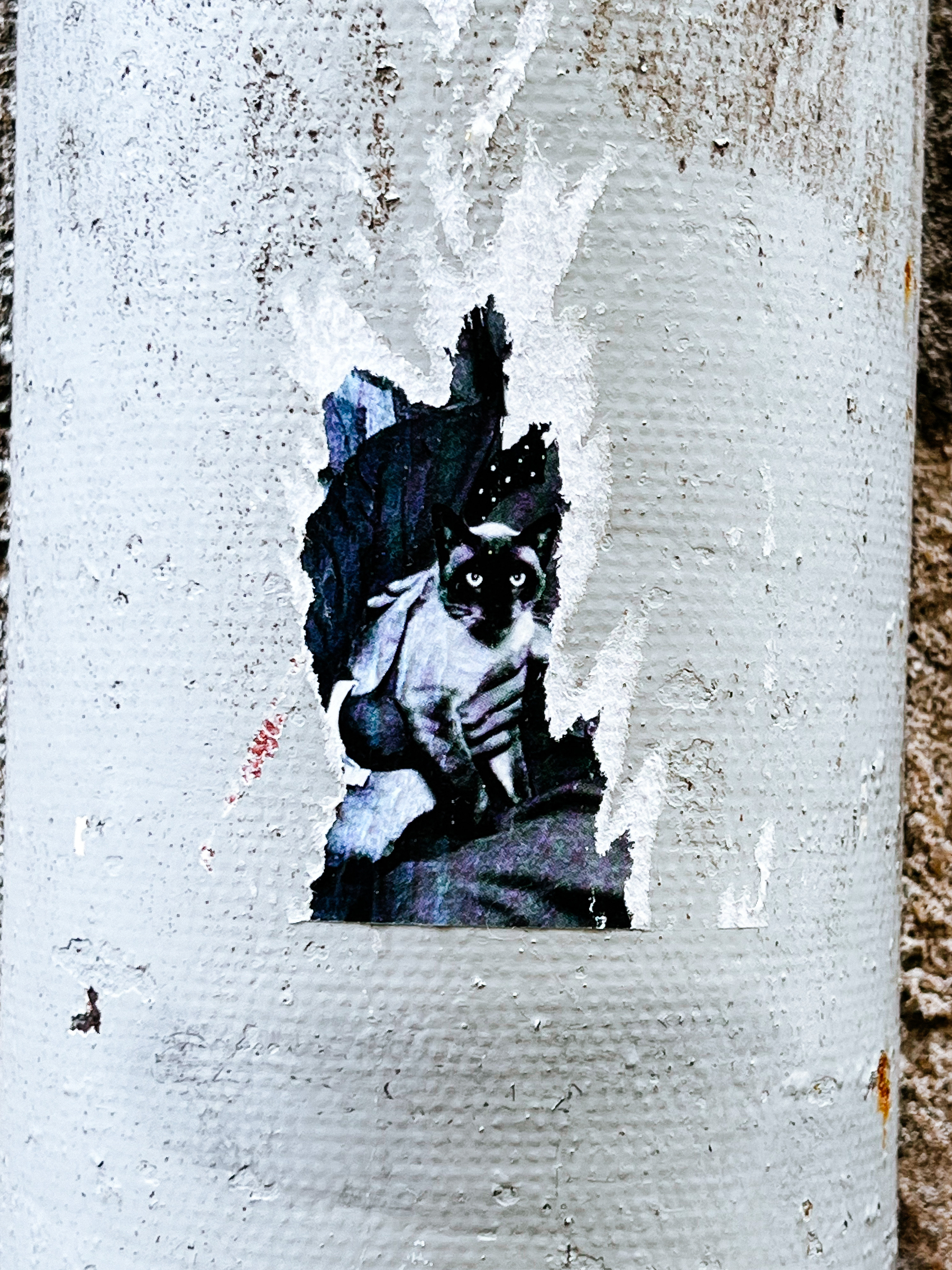 Torn sticker, we can still see a cat’s face, and a hand holding it. 